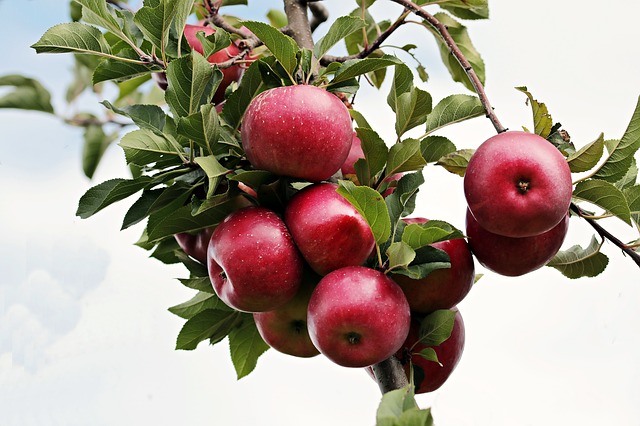 propiedades-de-la-manzana