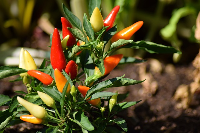 tipos de pimiento