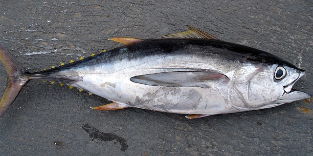 partes del atun