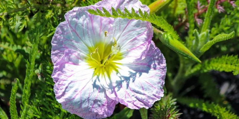 Productos de herbolario para la menopausia