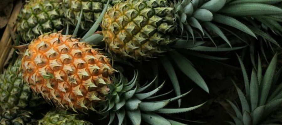 propiedades de la piña