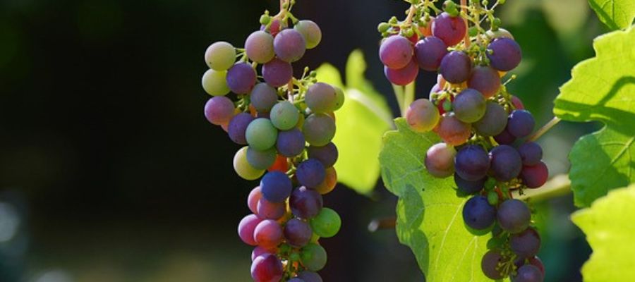 Vinos Gallegos